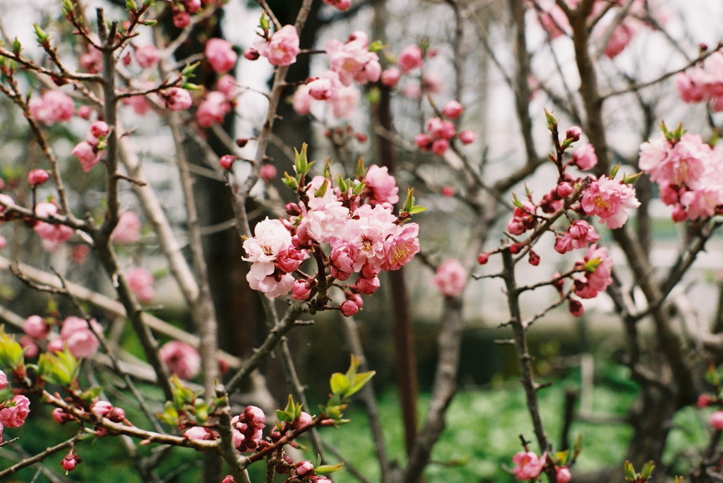 花。