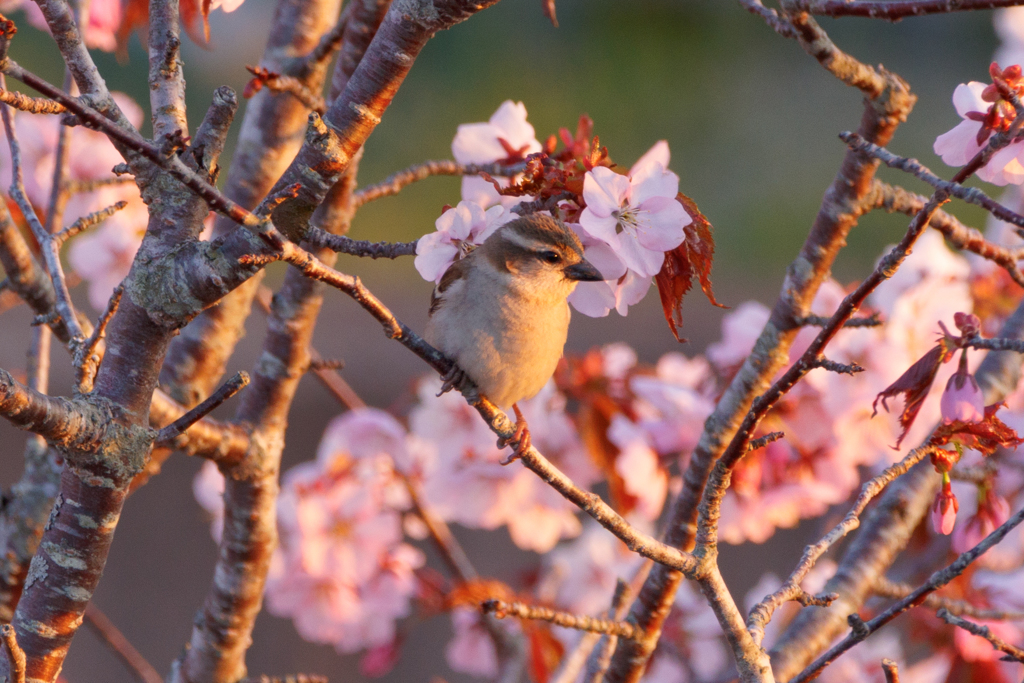 自宅の桜と野鳥。
