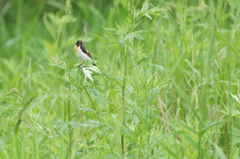 釧路湿原の野鳥。ノビタキ。