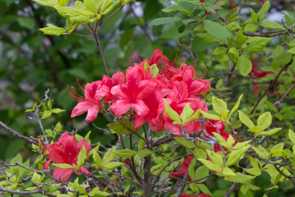 ツツジ系の花