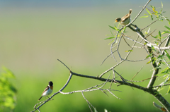 釧路湿原の野鳥