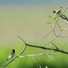 釧路湿原の野鳥