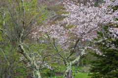 近所の公園の桜。