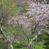 近所の公園の桜。