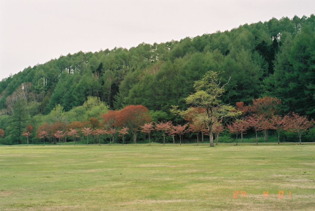 釧路郡釧路町別保公園の桜