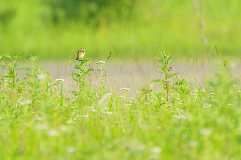 釧路湿原の野鳥。名前はわかりません。