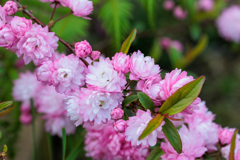 自宅の花です。