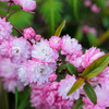 自宅の花です。