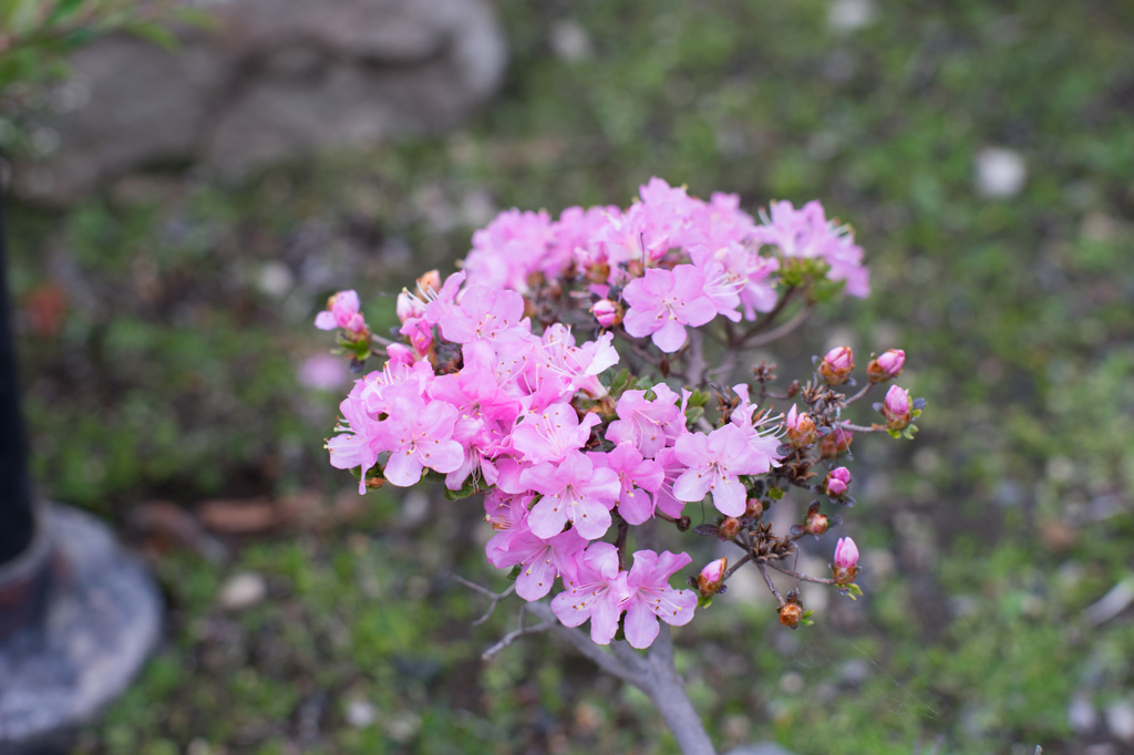 自宅庭の花。