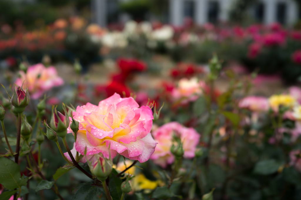 雨上がりのバラ