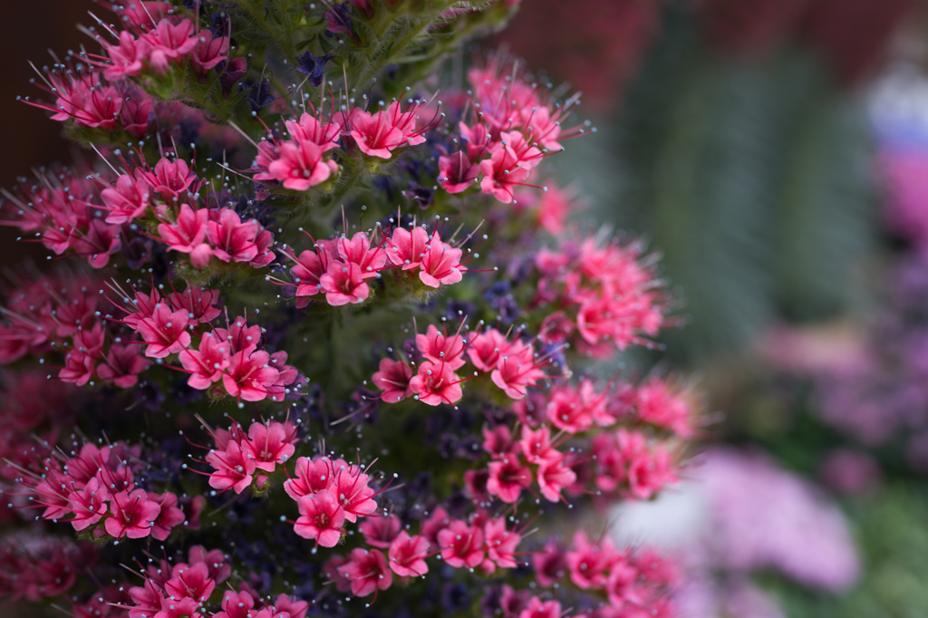 Echium wildpretii