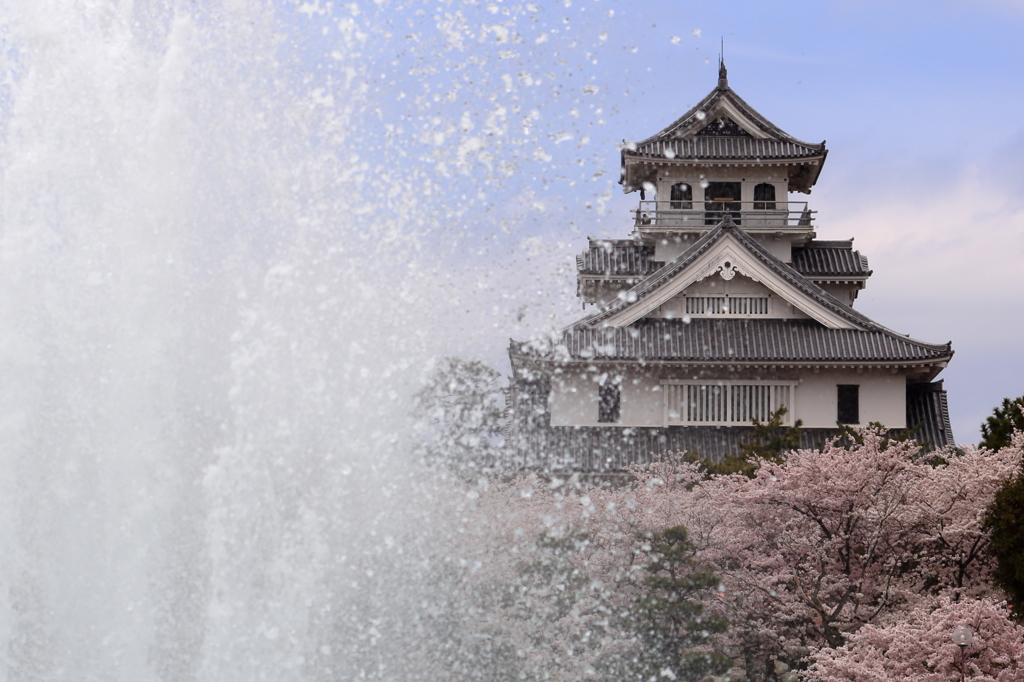 桜＜長浜城歴史博物館＞