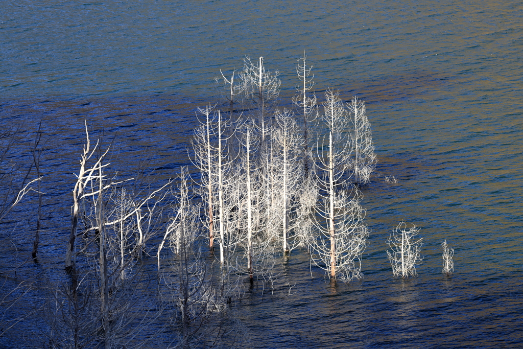 徳山ダム湖立ち枯れ