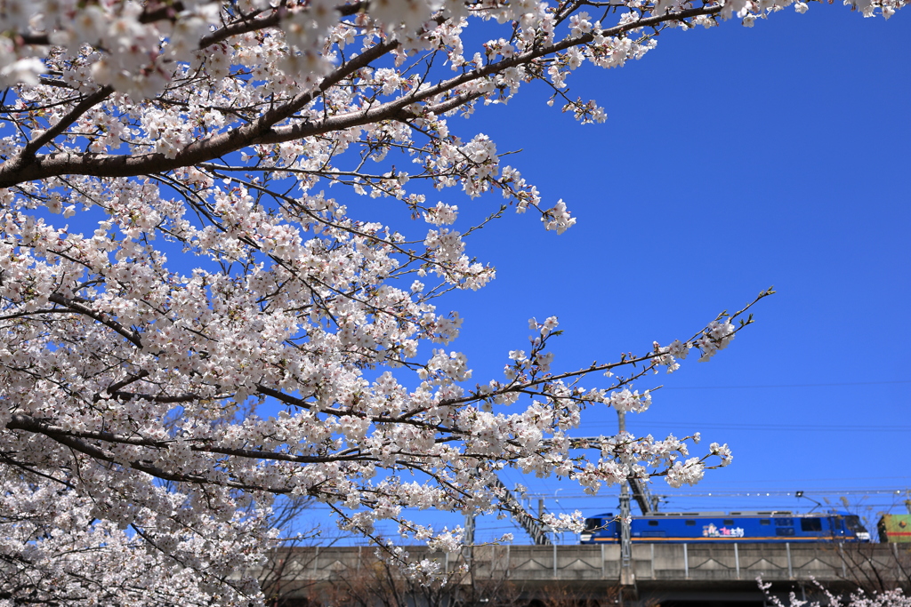 桜と鉄道