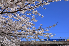 桜と鉄道
