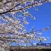 桜と鉄道