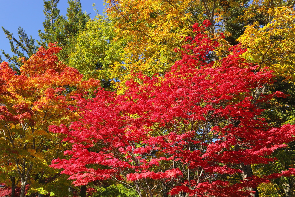 秋晴れ紅葉