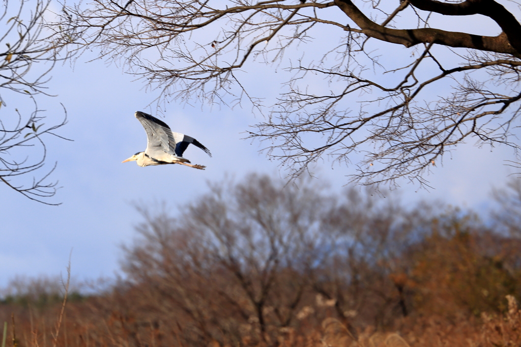 初撮り（飛行中の野鳥）