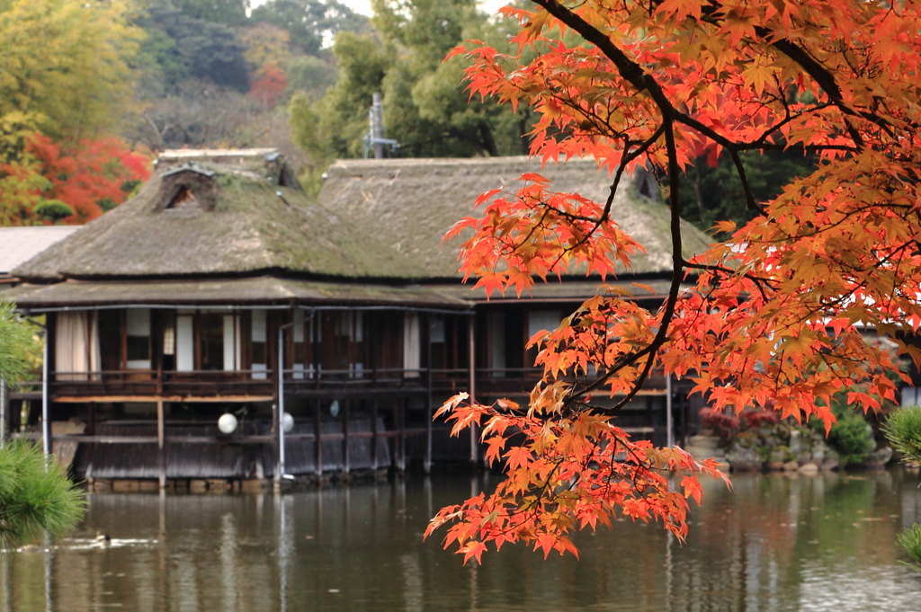 玄宮園の紅葉