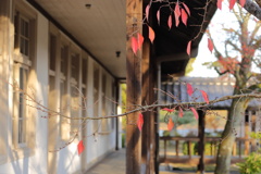 風・吹かないで！＜明治村紅葉＞