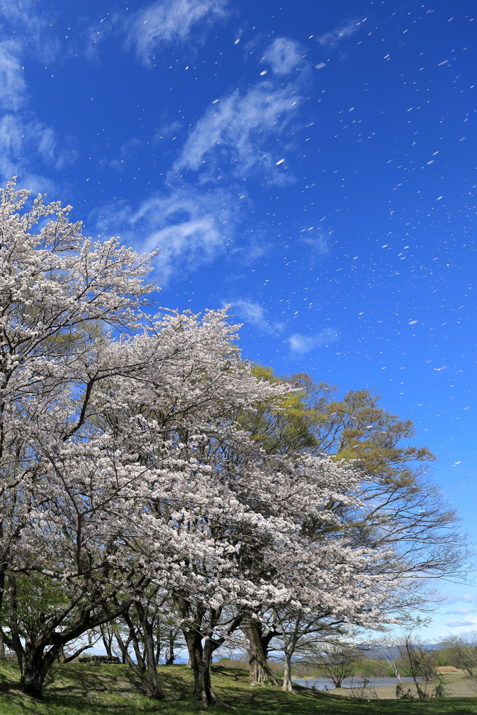 桜吹雪
