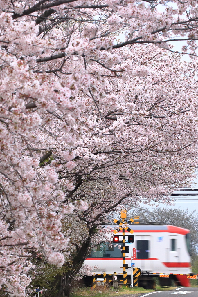桜を眺めて快走