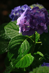 The hydrangea