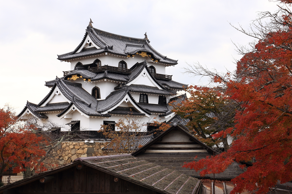 晩秋の彦根城