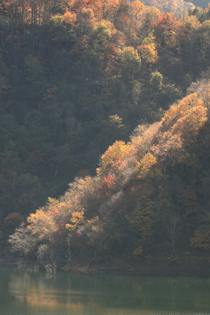 徳山ダム周辺紅葉