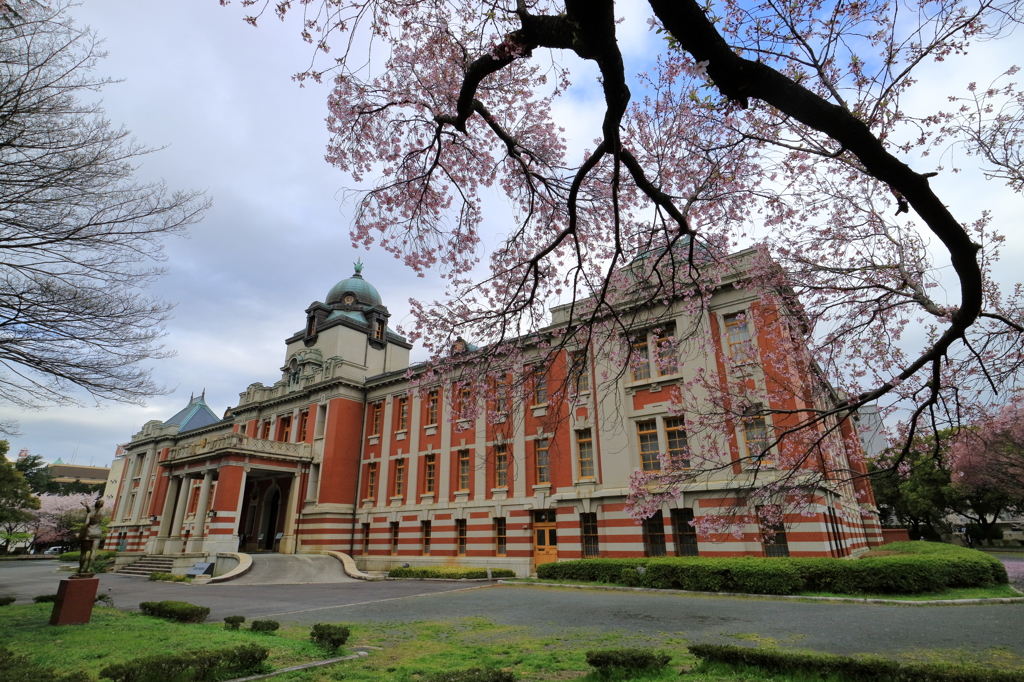 桜＜名古屋市政資料館＞