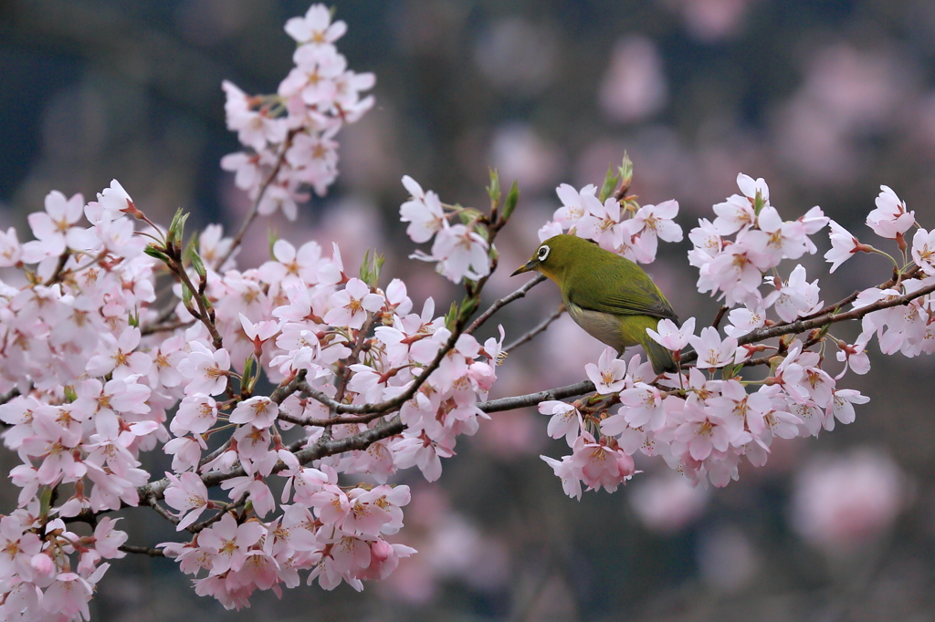 花見をするメジロ