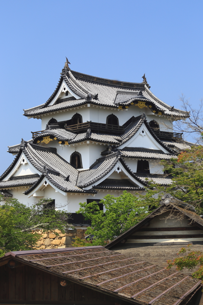 春の彦根城