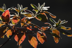 朝の爽快紅葉