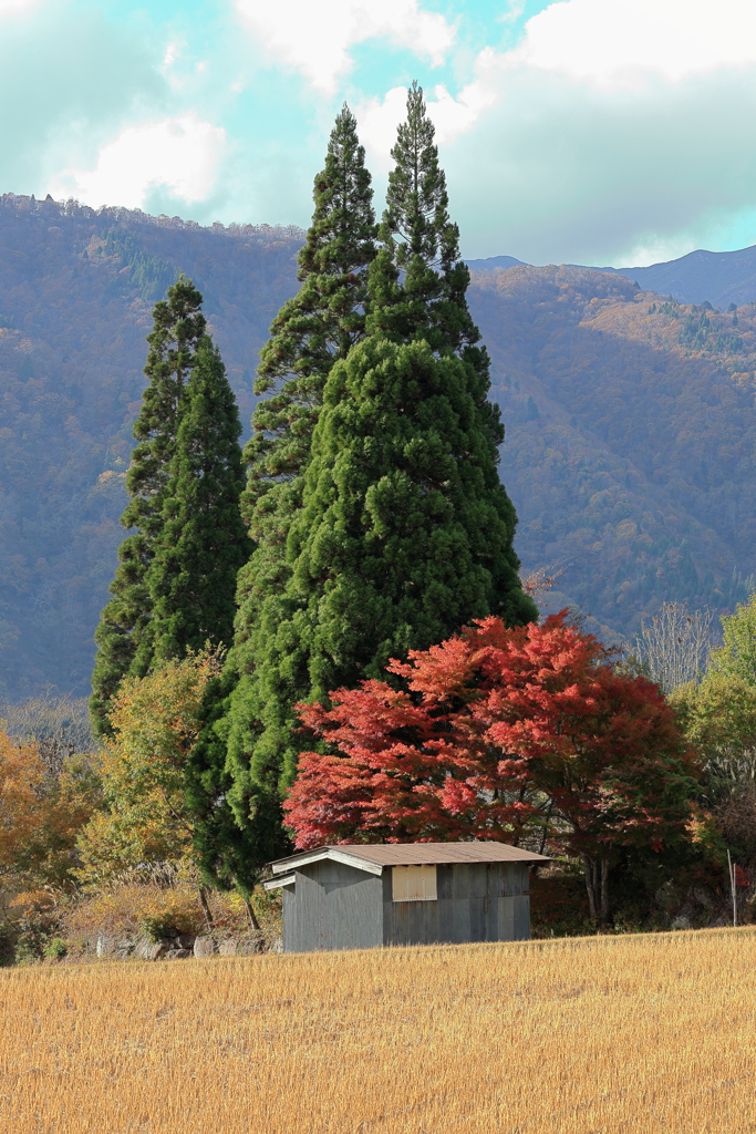 のどかな風景