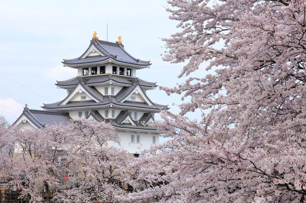 墨俣城の桜