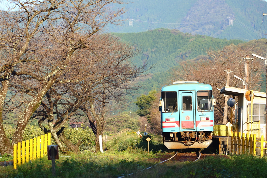 秋の樽見鉄道木知原駅（こちぼらえき）