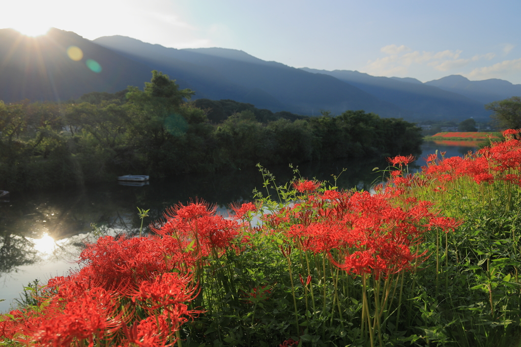 癒し風景