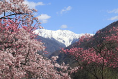 春の赤石岳