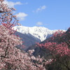 春の赤石岳