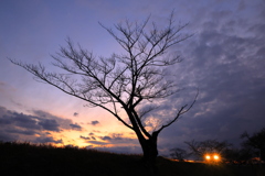 夕暮れ