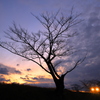 夕暮れ