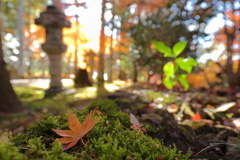 落葉＜大智寺＞