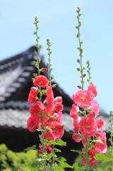 お寺近くに咲くアオイ(葵)