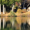 駒ヶ池遊泳