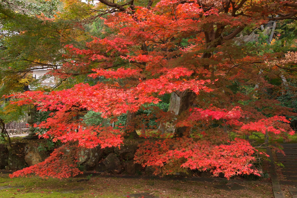 大智寺紅葉