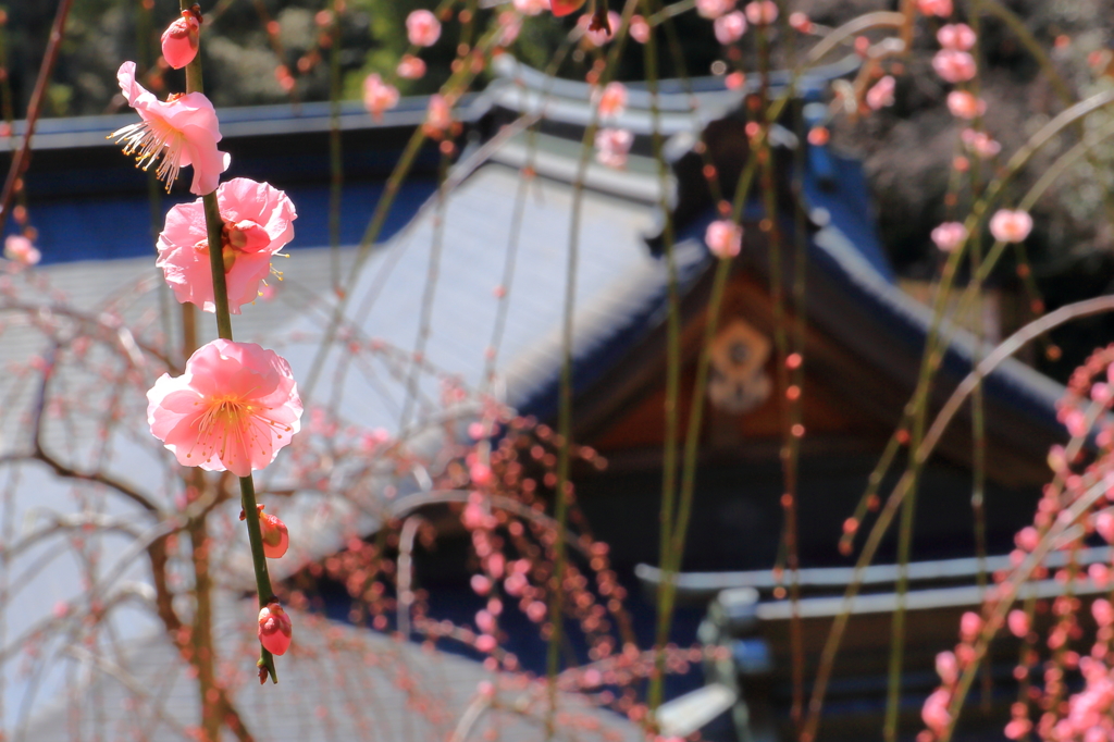 大縣神社のしだれ梅