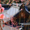 大縣神社のしだれ梅