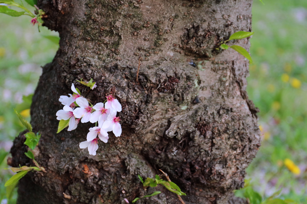 桜が散った木に桜が咲いてた
