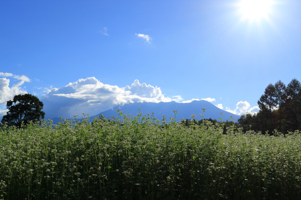 秋近し＜蕎麦畑＆御嶽山＞開田高原