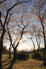 夕方の桜＜太陽光でﾗｲﾄｱｯﾌ＞